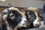 © Schaf- und Ziegenzuchtverband Kärnten © Schaf- und Ziegenzuchtverband Kärnten