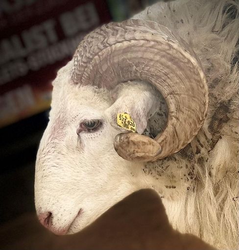 © Schaf- und Ziegenzuchtverband Kärnten © Schaf- und Ziegenzuchtverband Kärnten