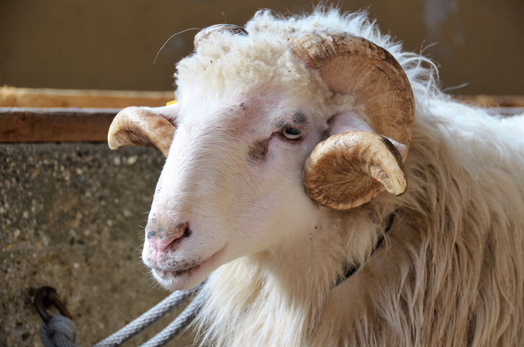 © Schaf- und Ziegenzuchtverband Kärnten © Schaf- und Ziegenzuchtverband Kärnten