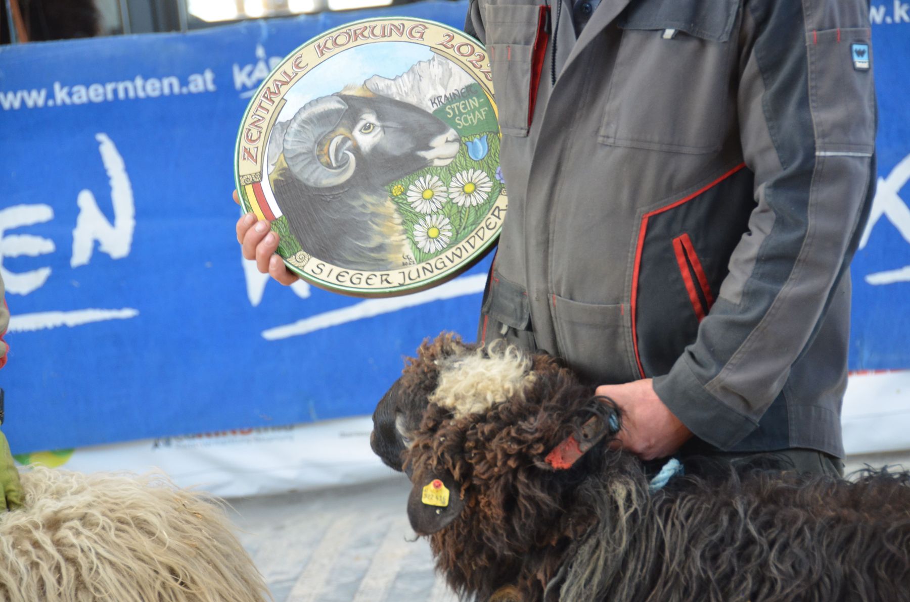 © Schaf- und Ziegenzuchtverband Kärnten © Schaf- und Ziegenzuchtverband Kärnten