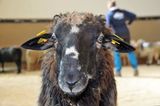 © Schaf- und Ziegenzuchtverband Kärnten © Schaf- und Ziegenzuchtverband Kärnten