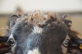 © Schaf- und Ziegenzuchtverband Kärnten © Schaf- und Ziegenzuchtverband Kärnten