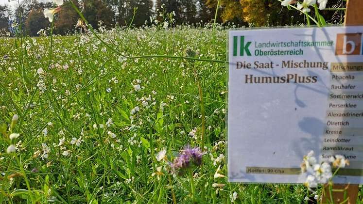 Eindrücke von den Begrünungsmischungen am Standort in Nußbach, 13. Oktober 2022