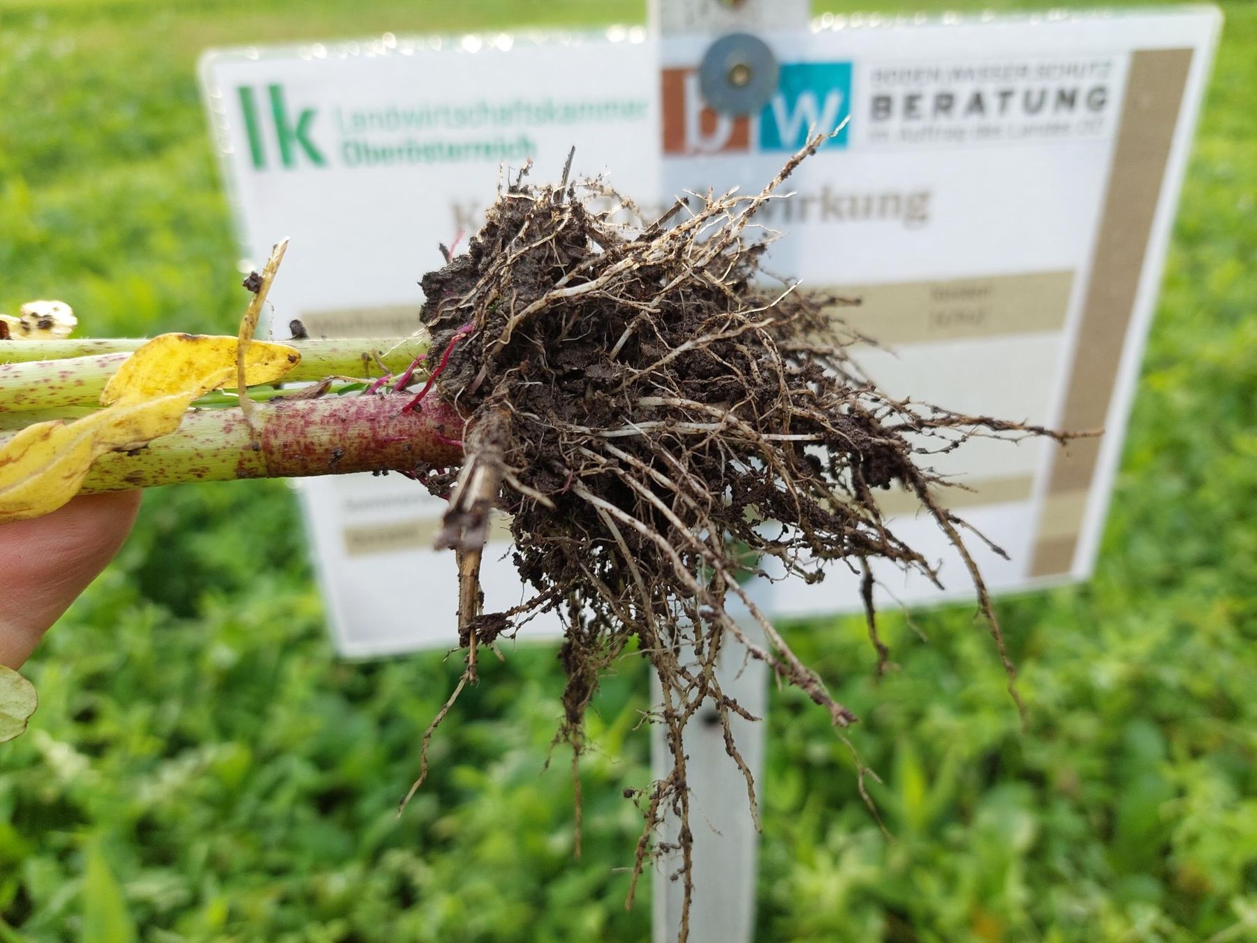 Wurzel von Ramtillkraut, Mungo © BWSB/Wallner