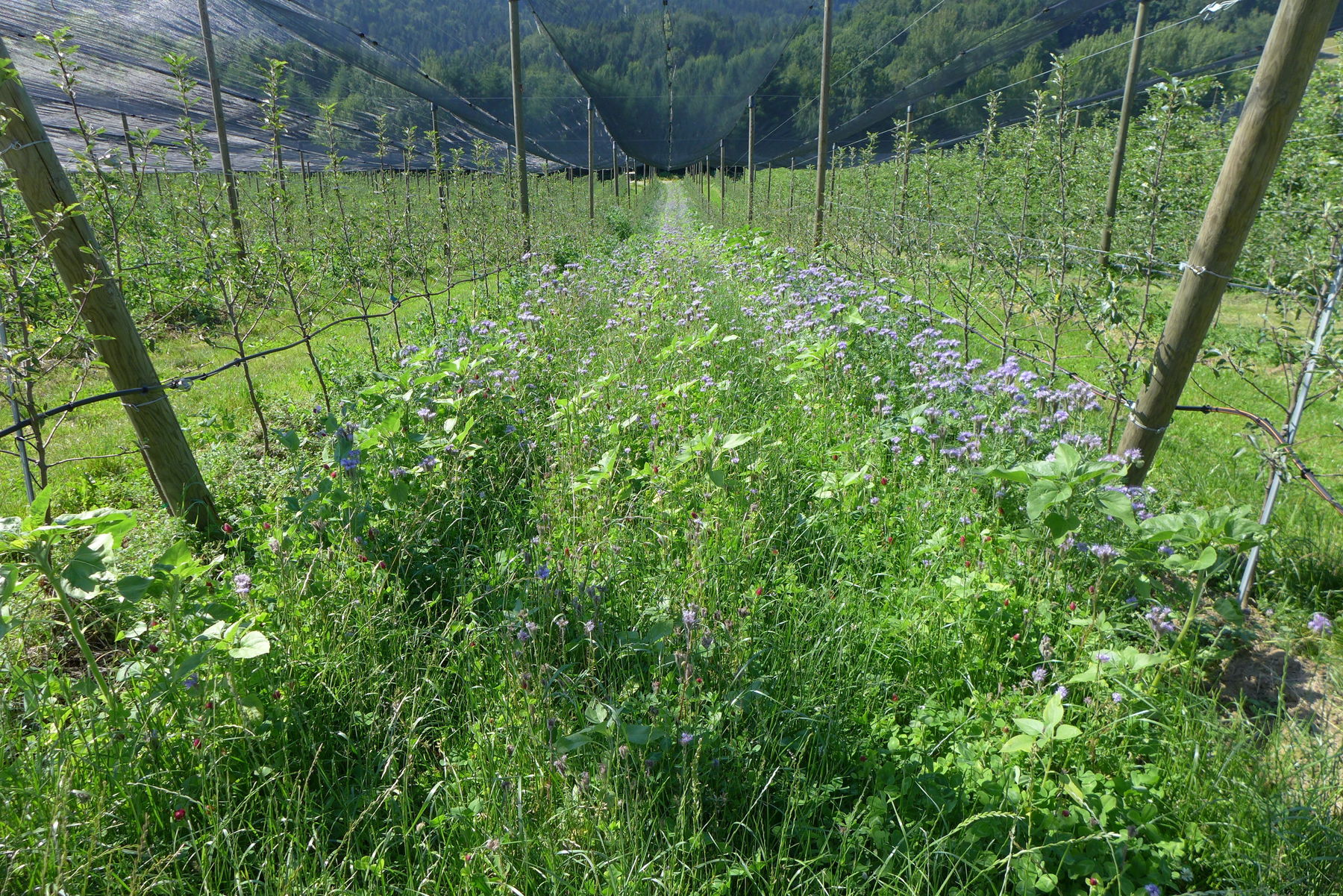 Begrünung Fahrgasse (c) Claudia Freiding.jpg © Claudia Freiding LKSTMK Begrünung Fahrgasse (c) Claudia Freiding.jpg © Claudia Freiding LKSTMK