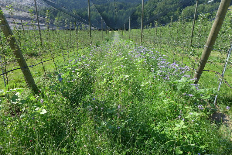 Begrünung Fahrgasse (c) Claudia Freiding.jpg © Claudia Freiding LKSTMK Begrünung Fahrgasse (c) Claudia Freiding.jpg © Claudia Freiding LKSTMK