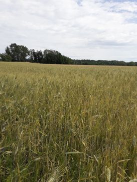 Bio Getreidefeld.jpg Bio Getreidefeld.jpg