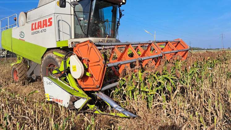 Eindrücke von der Ernte des Sortenversuches Sorghumhirse in Hörsching, 17. Oktober 2022