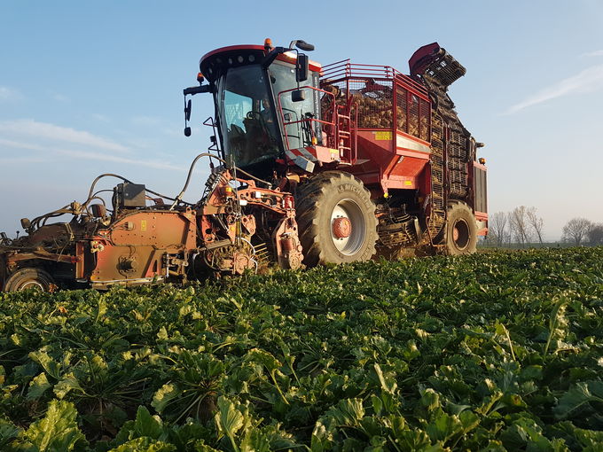 Rübenernte.jpg © Landwirtschaftskammer Oberösterreich