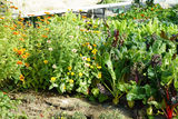 Kunterbunt im Tunnel und am Feld – Schmuckbauer in Oberndorf.jpg © Kronreif