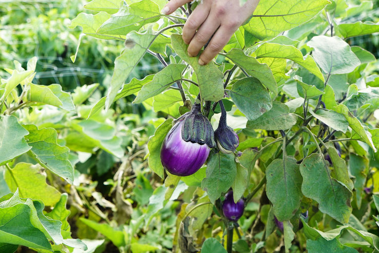 Kunterbunt im Tunnel und am Feld – Schmuckbauer in Oberndorf.jpg