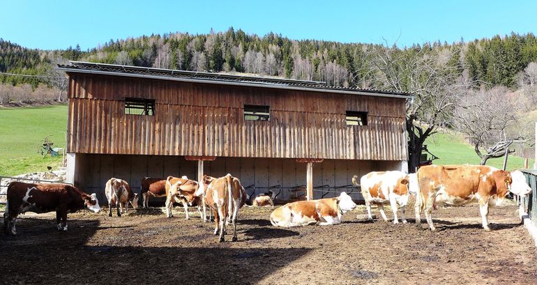 Kühe im Auslaufstall vor und in den Liegeboxen. © Privat Kühe im Auslaufstall vor und in den Liegeboxen. © Privat