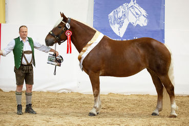 Salzburgs Züchter in allen Klassen erfolgreich.jpg © Rossinger Salzburgs Züchter in allen Klassen erfolgreich.jpg © Rossinger