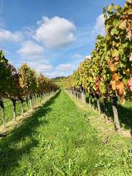 IMG_1345.jpg © LK Burgenland