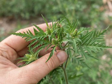 Ragweed Ambrosie_1-ID74960-min.jpg © agrarfoto Ragweed Ambrosie_1-ID74960-min.jpg © agrarfoto