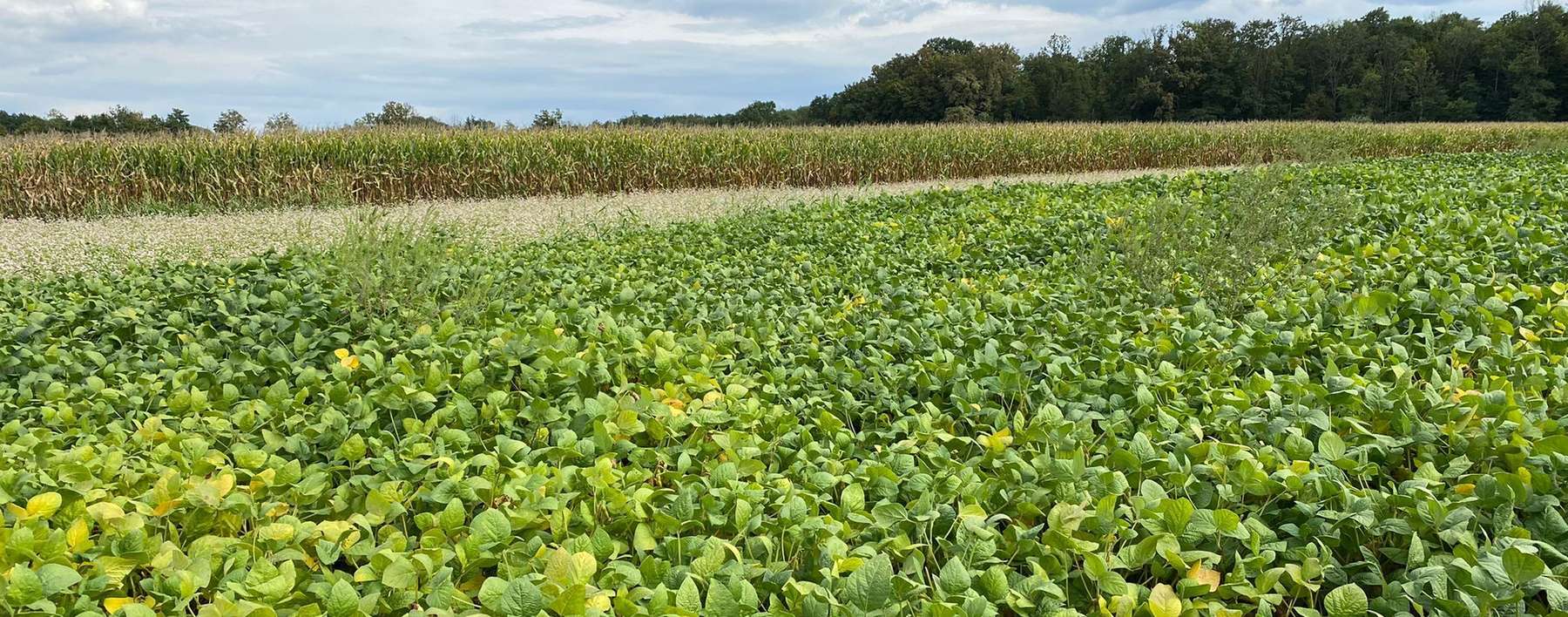 Ragweed im Soja Bild 2-min.jpg © LK Kärnten/Sommerer Ragweed im Soja Bild 2-min.jpg © LK Kärnten/Sommerer