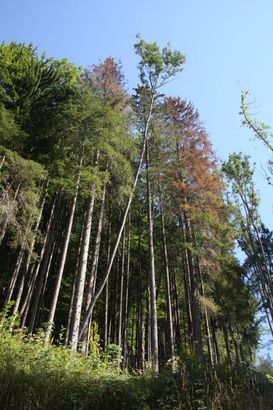 Im Kalamitätsfall erwirtschaftet man bei weitem nicht jene Abtriebswerte, die beim Erreichen der Umtriebszeit unterstellt werden. Im Kalamitätsfall erwirtschaftet man bei weitem nicht jene Abtriebswerte, die beim Erreichen der Umtriebszeit unterstellt werden.