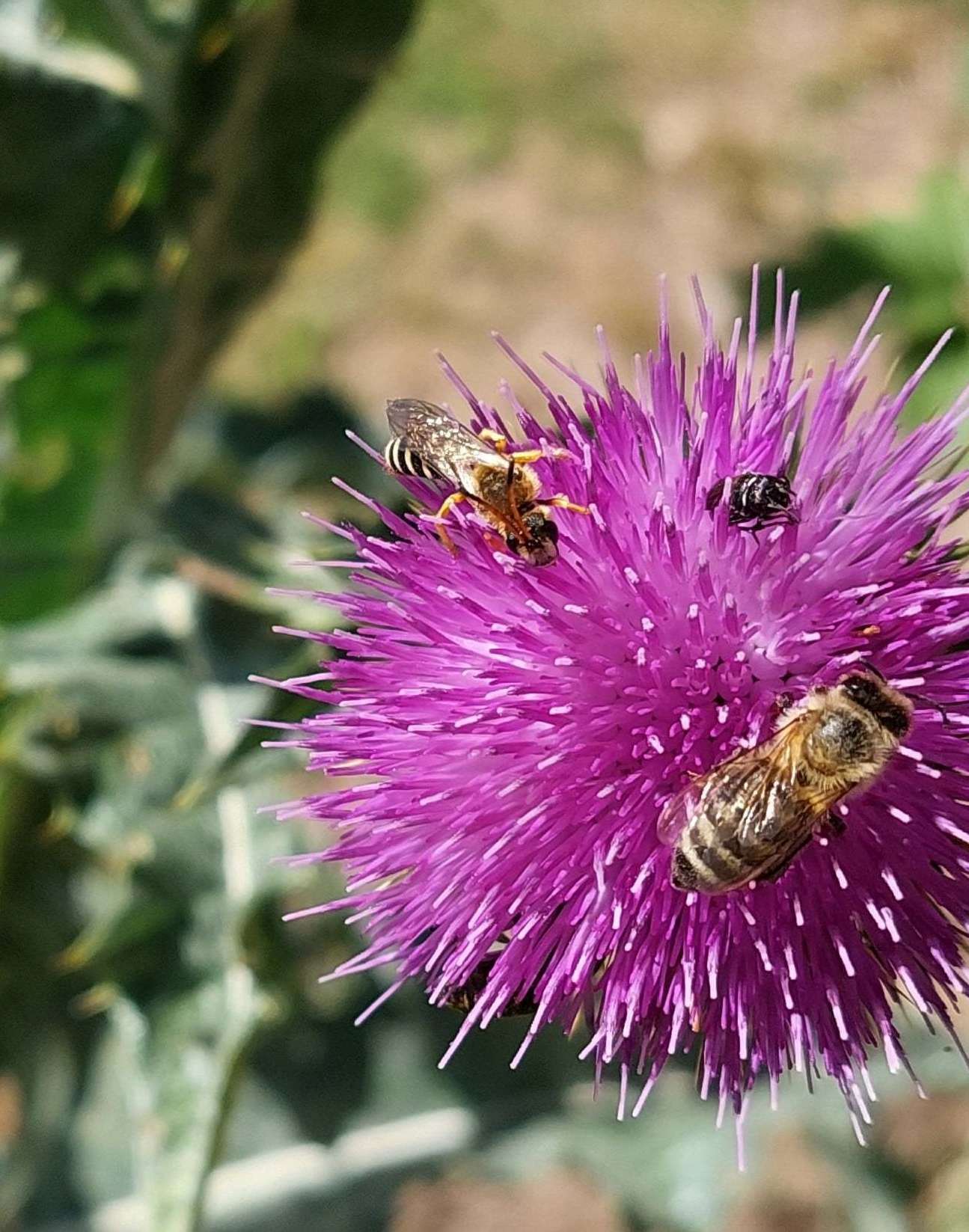 Honigbienen und Wildbienen - Koexistenz oder Konkurrenz Thurner-min.jpg