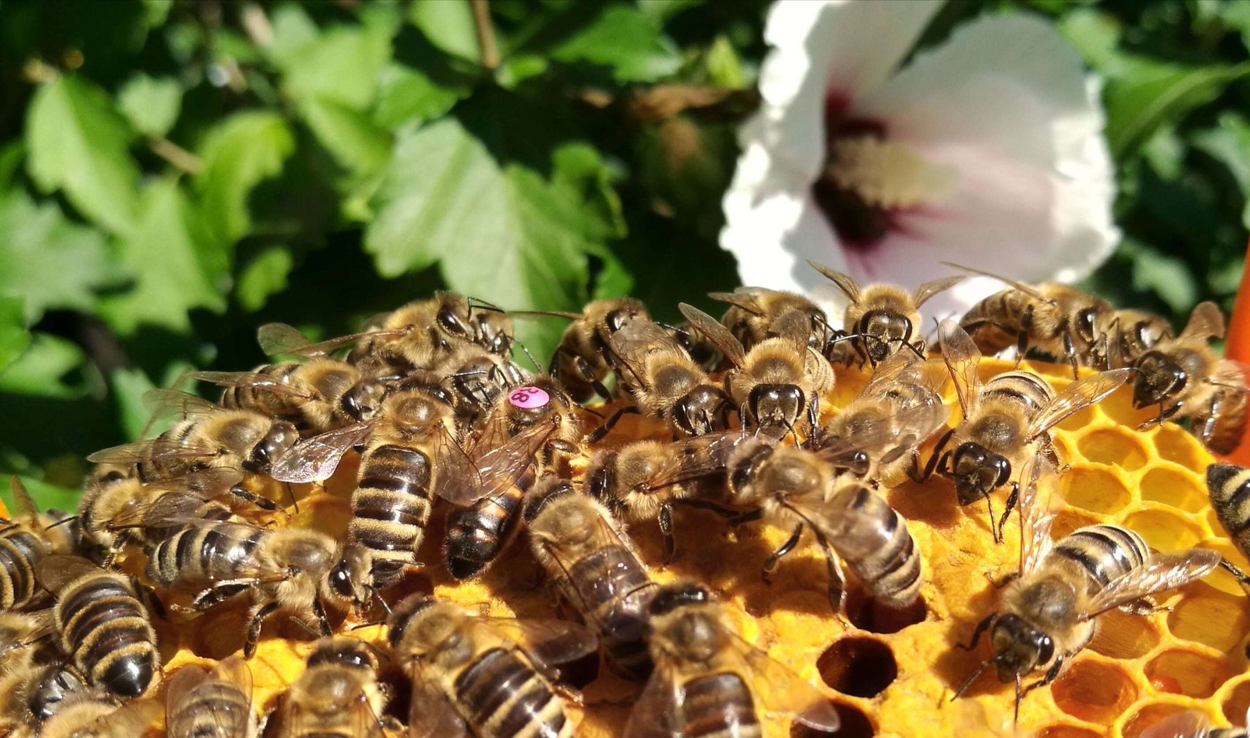 Bienen mit ihrer Jungkönigin Thurner-min.jpg