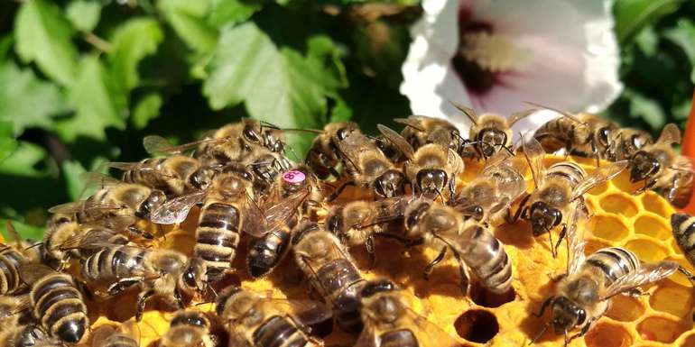 Bienen mit ihrer Jungkönigin Thurner-min.jpg