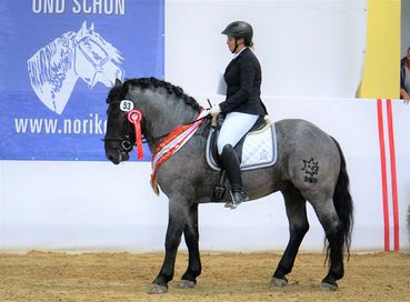 Mirakulix Diamant XIV.jpg © Wuzella, Landes-Pferdezuchtverband Kärnten