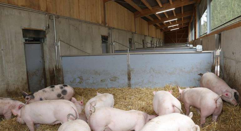 In der Schweinehaltung hat das Licht einen entscheidenden Einfluss auf Verhalten und Leistungsfähigkeit der Tiere.