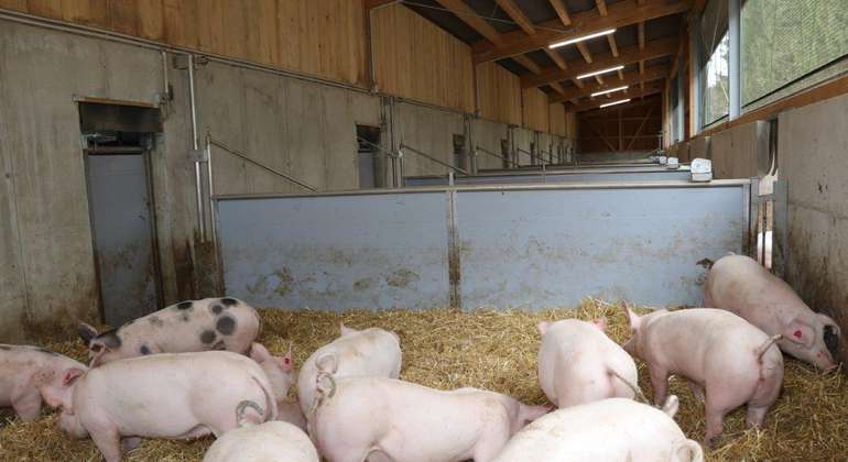 In der Schweinehaltung hat das Licht einen entscheidenden Einfluss auf Verhalten und Leistungsfähigkeit der Tiere. In der Schweinehaltung hat das Licht einen entscheidenden Einfluss auf Verhalten und Leistungsfähigkeit der Tiere.
