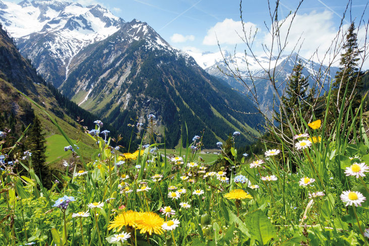 Im Vordergrund eine Blumenwiese und im Hintergrund Berge.