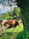 © Bäuerinnen und Bauern aus der Steiermark