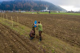Agroforst_anlegen_19-ID94075.jpg © agrarfoto.com