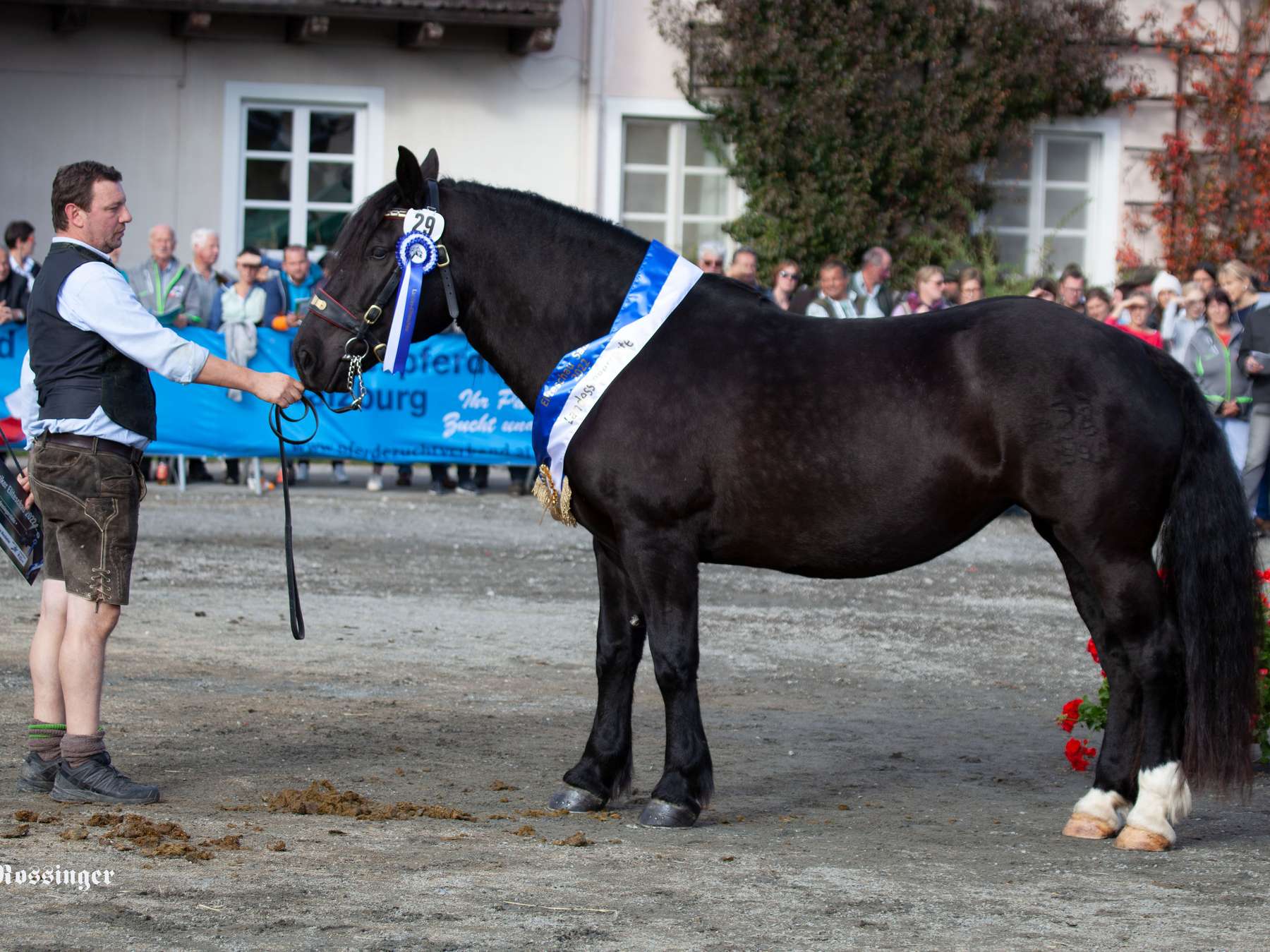Noriker-Eliteschau mit sehr gutem  Eintragungsjahrgang.jpg © Rossinger Noriker-Eliteschau mit sehr gutem  Eintragungsjahrgang.jpg © Rossinger