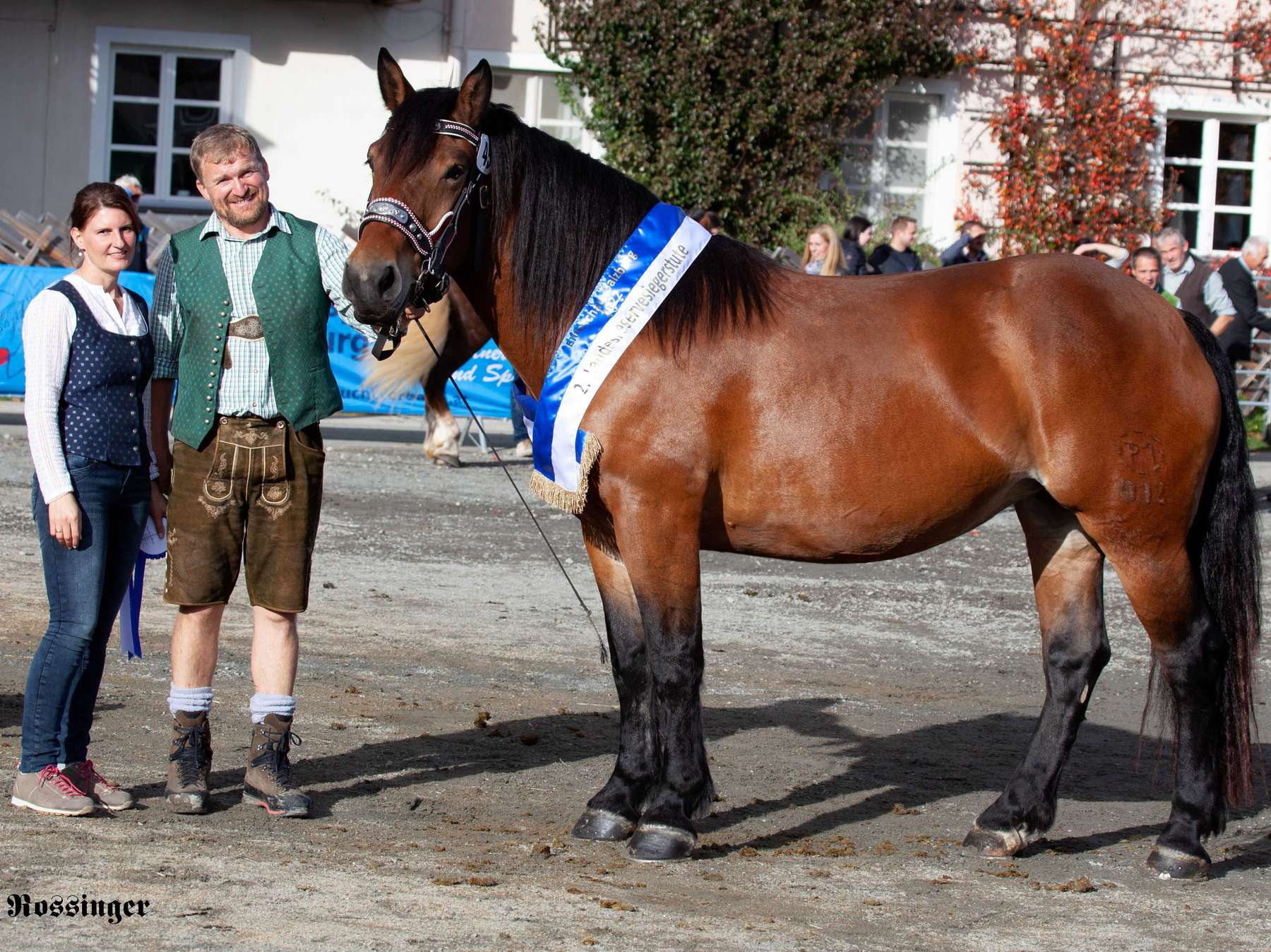 Noriker-Eliteschau mit sehr gutem  Eintragungsjahrgang.jpg © Rossinger Noriker-Eliteschau mit sehr gutem  Eintragungsjahrgang.jpg © Rossinger