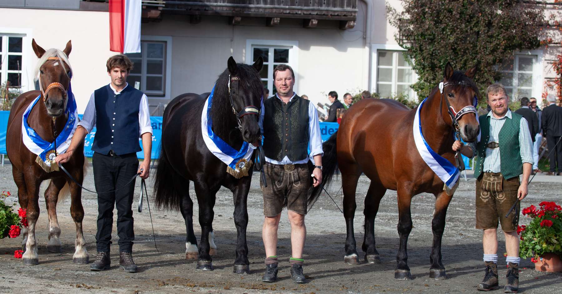 Noriker-Eliteschau mit sehr gutem  Eintragungsjahrgang.jpg © Rossinger Noriker-Eliteschau mit sehr gutem  Eintragungsjahrgang.jpg © Rossinger