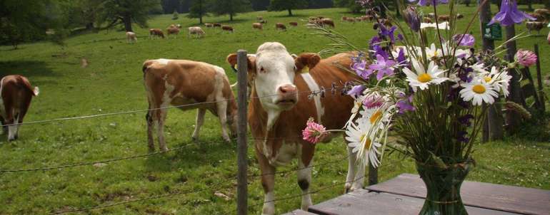 Neue Plattform  Unsere.Almen  bringt Almenwissen für die Gesellschaft auf den Punkt. © Paula Pöchlauer-Kozel/LK Niederösterreich Neue Plattform  Unsere.Almen  bringt Almenwissen für die Gesellschaft auf den Punkt. © Paula Pöchlauer-Kozel/LK Niederösterreich
