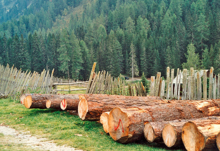 Rundholz im Wald © LK Tirol