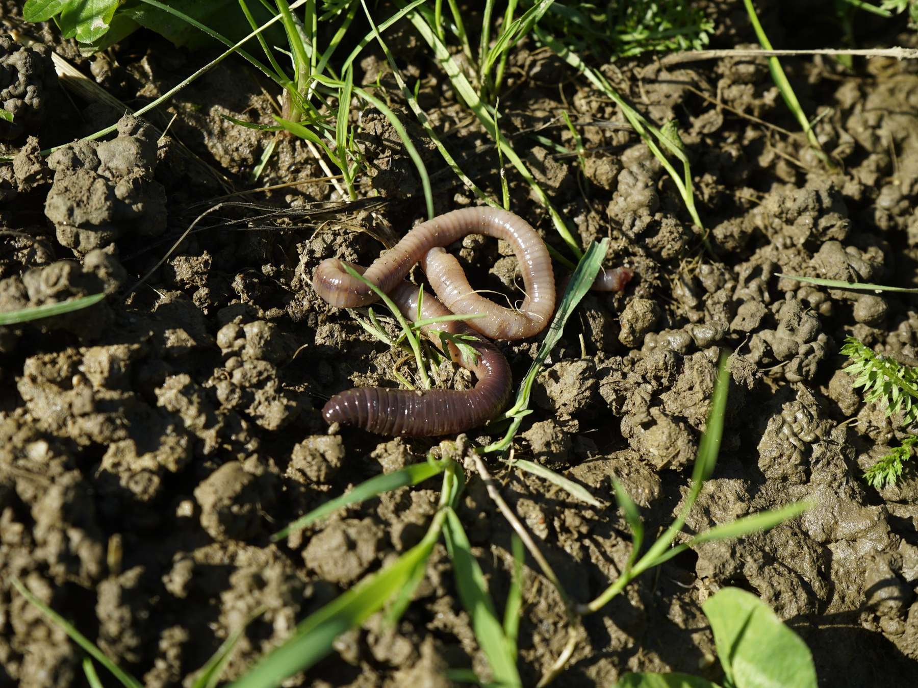 Plagegeister nicht verschleppen.jpg © Dürnberger