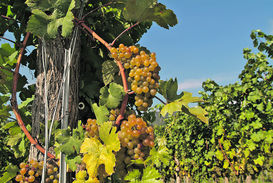 Wein.jpg Wein.jpg