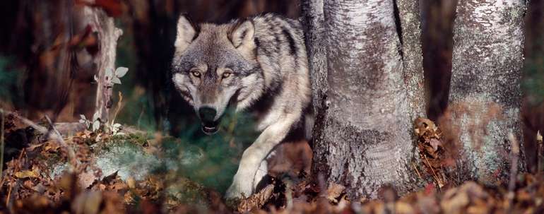 Wolf Titelbild.jpg Wolf Titelbild.jpg