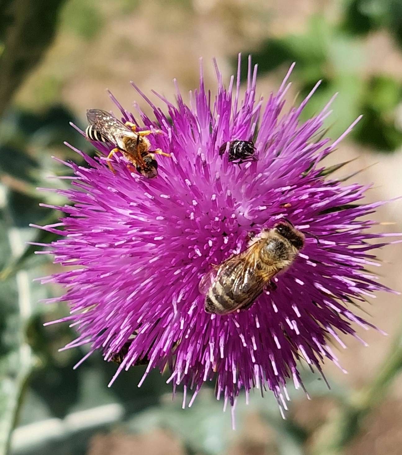 Honigbienen und Wildbienen - Koexistenz oder Konkurrenz Thurner.jpg