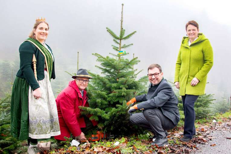 NÖ Christbaumbauern starten in die Christbaumsaison 2022