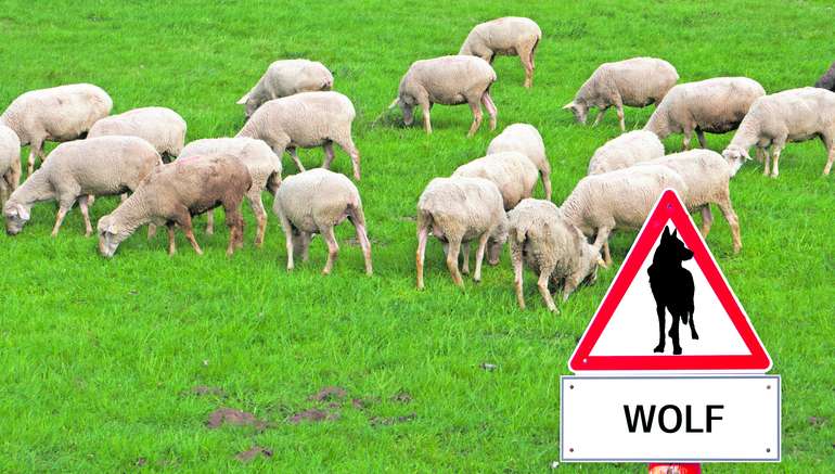 Warnung vor dem Wolf Warnung vor dem Wolf