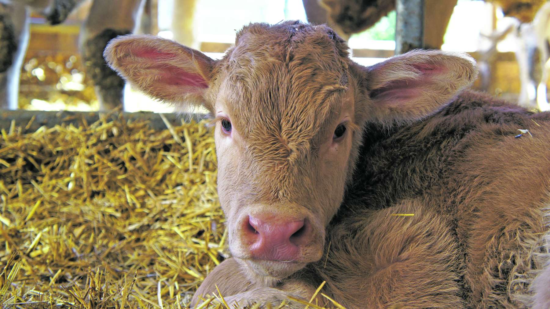 Kalb © Anna Schreiner Kalb © Anna Schreiner