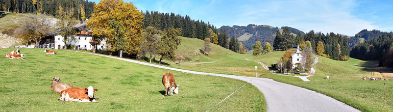 Bauernhof und Kühe auf der Weide