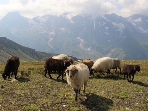 Produktbild von Ziegen-Schürze Anti-Paarung – Verstellbarer Bauchgurt Aus Reißfestem Polyester, Schaf & Ziege, Verhindert Ungewollte Deckakte – Für Weide, Zucht & Hobbyhaltung