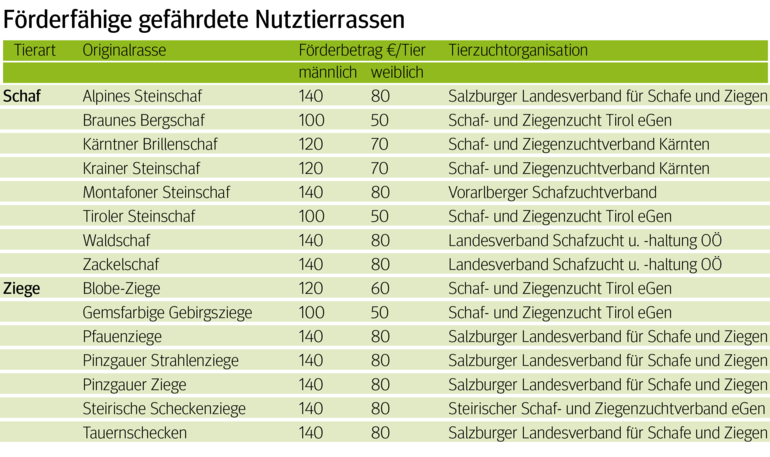 GAP 2023 bringt auch für Schaf- und Ziegenhalter Neues.png © Archiv GAP 2023 bringt auch für Schaf- und Ziegenhalter Neues.png © Archiv
