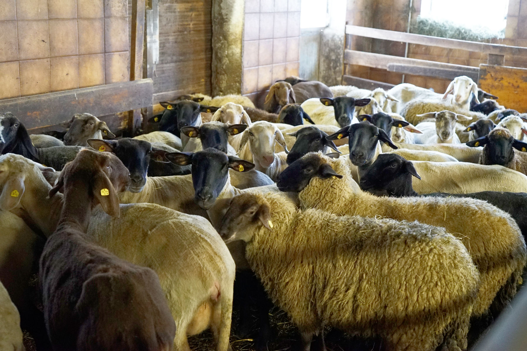 Französische Farben im Hühnerstall – Unterkrispl-Gut in Krispl.jpg © Kronreif Französische Farben im Hühnerstall – Unterkrispl-Gut in Krispl.jpg © Kronreif