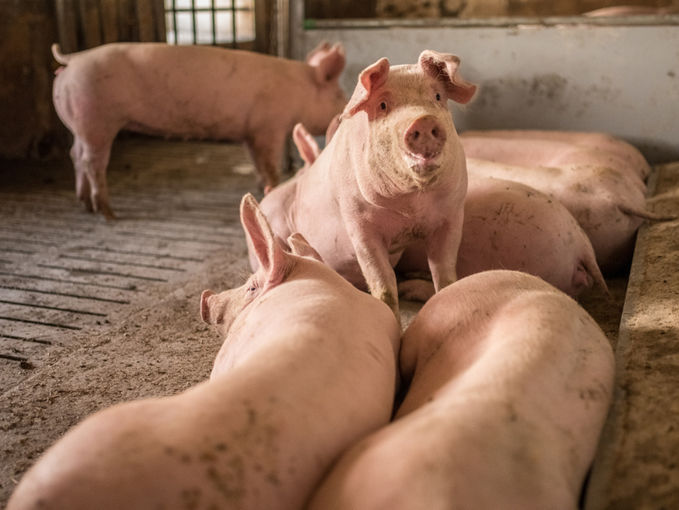 Schweinehaltung.jpg © agrarfoto.com