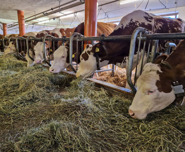 Kühe im Stall