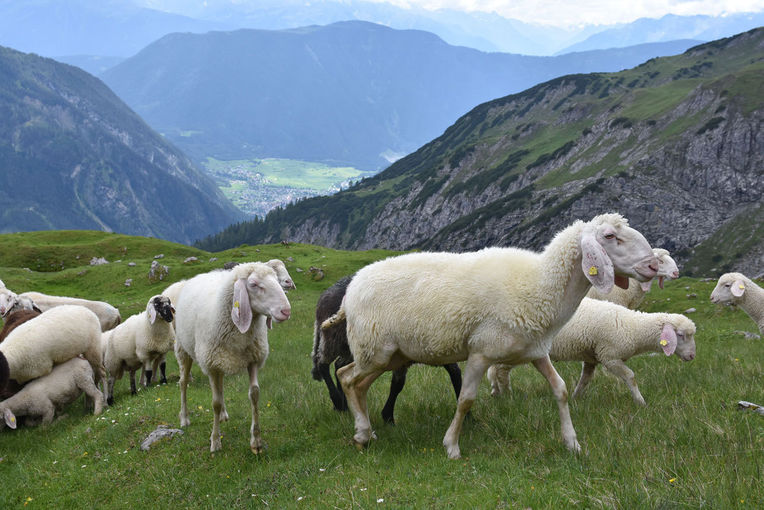 DSC_1334_c_Schaf-und-Ziegenzucht.jpg © Archiv