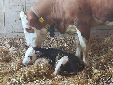 Die Nachgeburt kann eine Infektionsquelle für Krankheiten sein. Deshalb ist nach jeder Geburt die Nachgeburt zu entfernen, sofern sie noch im Stroh zu finden ist, wie hier im Bild rechts. © Johanna Mandl/LK Niederösterreich Die Nachgeburt kann eine Infektionsquelle für Krankheiten sein. Deshalb ist nach jeder Geburt die Nachgeburt zu entfernen, sofern sie noch im Stroh zu finden ist, wie hier im Bild rechts. © Johanna Mandl/LK Niederösterreich